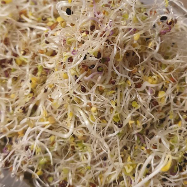 Kiemzaden Mix met Hennep
